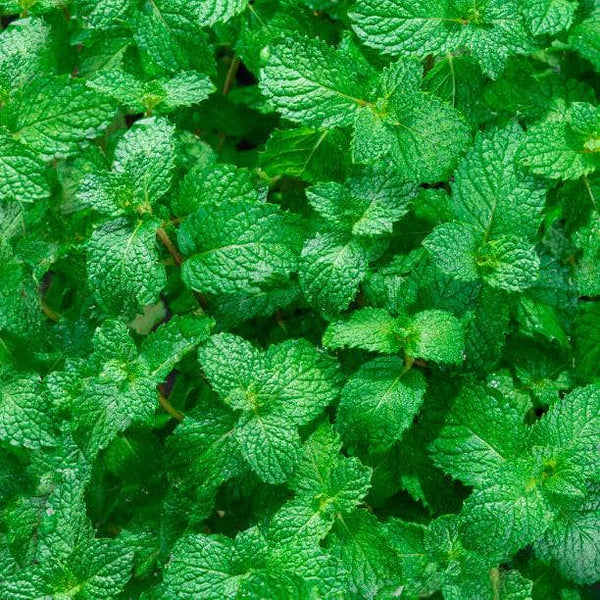 RELX MagicGo GA600 magicgo-ga600-disposable-vape-relxnow-official-31607789289606